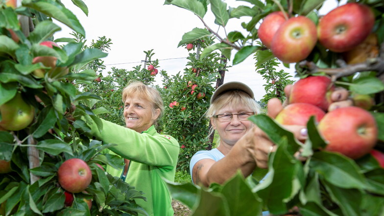Krystyna Krötsch (l.) und Ivana Perkowska pflücken in Borthen Äpfel der frühen Sorte Elstar.