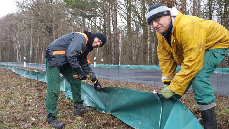 Markus Wowtscherk, Mitarbeiter der Naturschutzstation (re.), und Asliddin Sirojzoda (absolviert ein Freiwilliges Ökologisches Jahr) beim Aufbau eines Amphibienzaunes entlang der Kreisstrasse bei Boxberg–Klitten–Tauer.