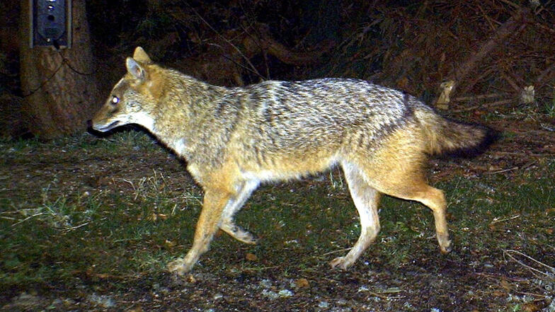 Nur mit geübtem Blick lässt sich der Goldschakal vom Wolf unterscheiden. Er ist rötlicher und hat eine spitzere Schnauze als der Verwandte.