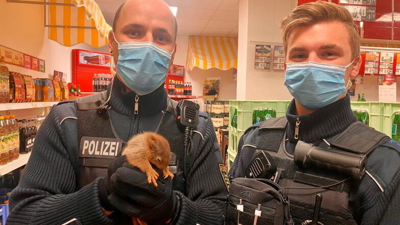 Polizisten brachten das verirrte Eichhörnchen aus der Görlitzer Innenstadt in Sicherheit.