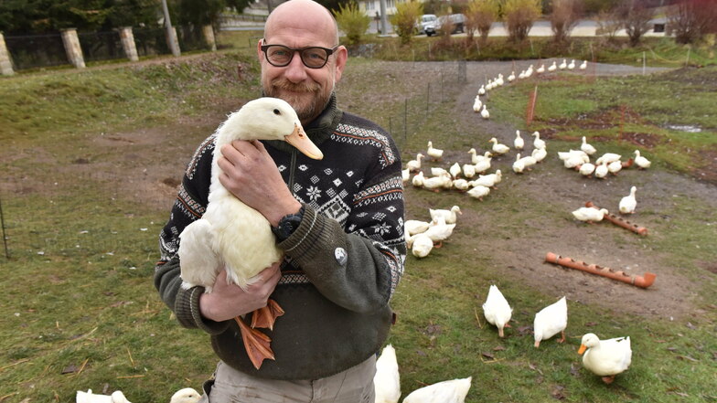 Enten im Gänsemarsch: Carsten Ullrich aus Göppersdorf mit seinen sächsischen Enten, die er lieber auf dem Teller als eingekocht enden sieht.