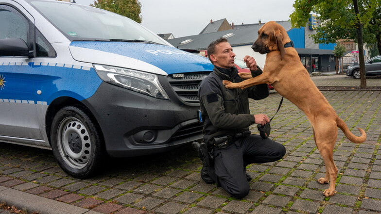 Polizeihunde trainieren in Döbelns Innenstadt