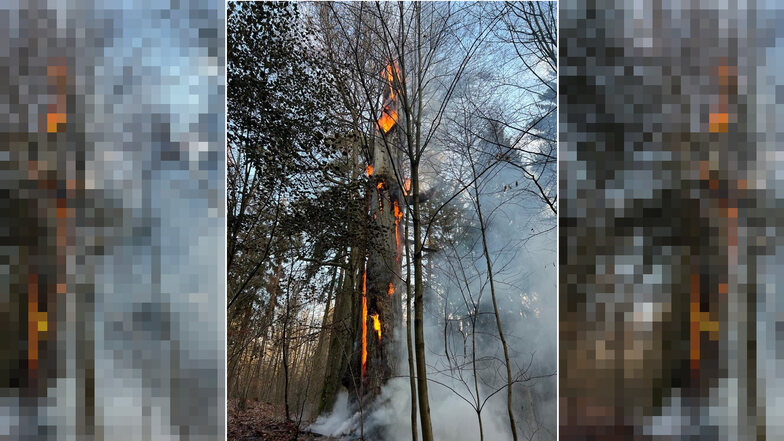 Dieser brennende Baum hat die Feuerwehr in der Dresdner Heide beschäftigt.