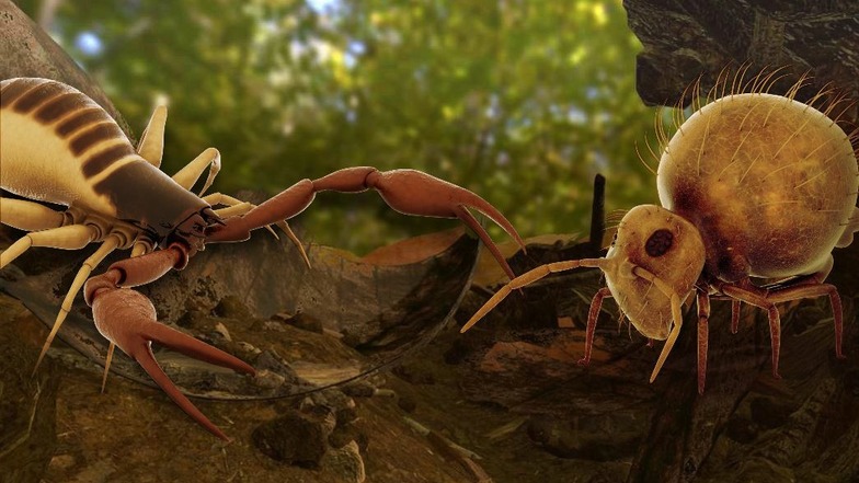 Moosskorpion und Hornmilbe sind nur einige der skurrilen Bodenbewohner, auf die die Expeditionsteilnehmer treffen.