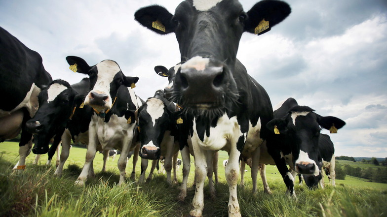 Unbekannte haben Tore und Tierboxen einer Milchviehanlage geöffnet, aus denen hunderte Kühe in Panik geflüchtet sind.