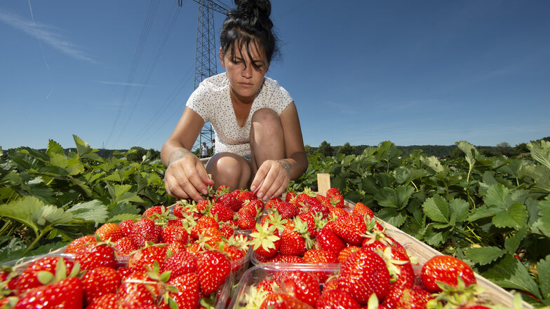 Die Rumänin Andrea Chiujdea arbeitet zum ersten Mal für Bio-Obst Görnitz. Auf dem Erdbeerfeld zwischen Brockwitz und Neusörnewitz pflückt sie Erdbeeren, die dann im Rewe oder Konsum angeboten werden.