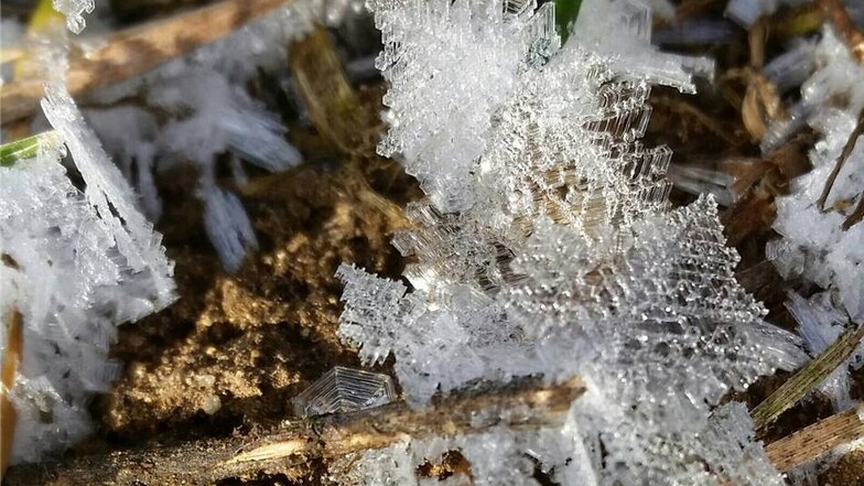 Reinholdshain. Faszinierende Eiskristalle entdeckte Mirella Damm bei minus 15 Grad auf einer Wiese  in Reinholdshain.