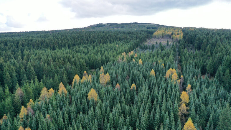 Blick auf den Herbstwald im Erzgebirge. Damit er vital bleibt, müssen neue Bäume nachgepflanzt werden.