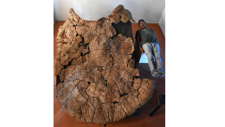 Der venezolanische Paläontologe Rodolfo Sánchez liegt neben dem Panzer eines Stupendemys geographicus Männchens der in 8 Millionen Jahre alten Ablagerungen in Venezuela gefunden wurde.