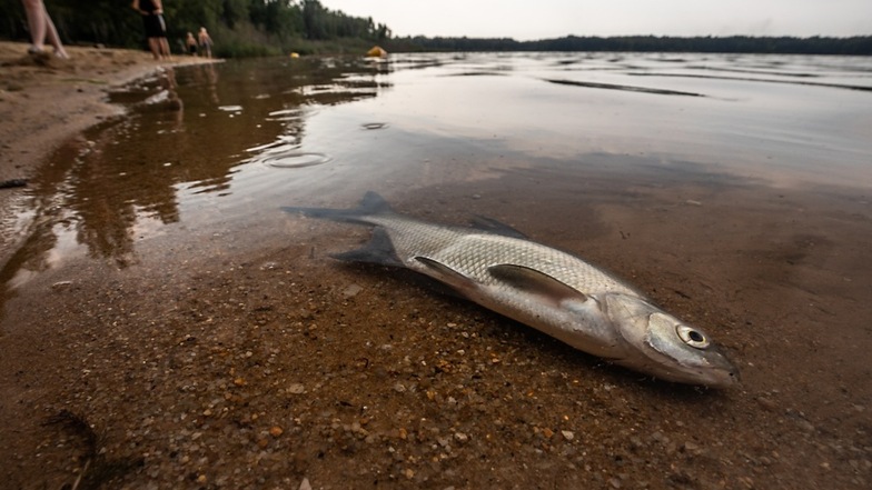 Massensterben von Fischen im Silbersee im August 2018.