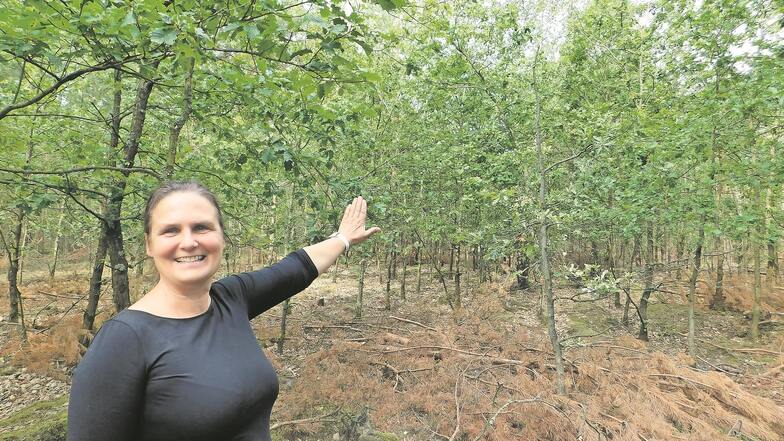 Kerstin Schwalm ist Betriebsleiterin der drei Kronospan-Forstbetriebe in Brandenburg. Sie zeigt uns einen jungen Eichenwald im Forst „Drei Grenzen“ in Lieberose. Der Name des Forstes (kl. Foto) rührt historisch von den drei Waldeigentümern von Houwald, vo