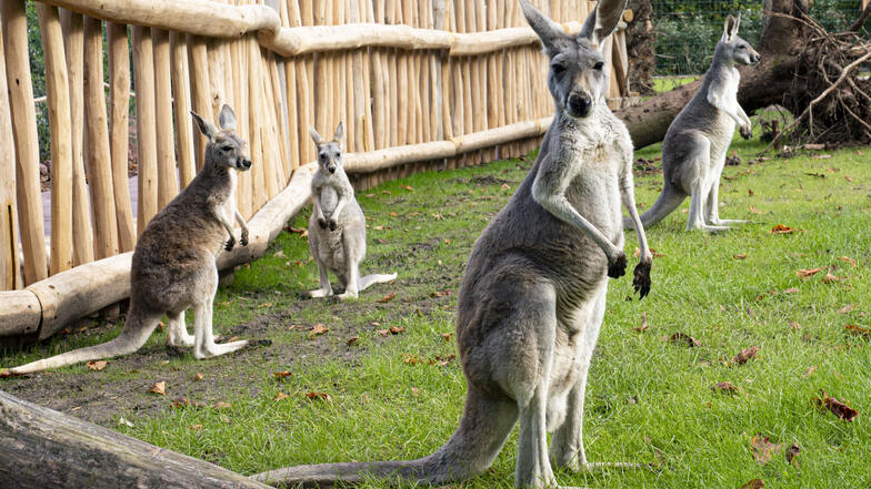 Vier der sechs neuen Kängurus im Zoo Dresden