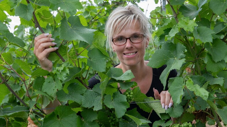 Eine ehemalige Weinprinzessin motivierte Antje Peschel aus Merschwitz, ihr Wissen rund um den Wein nicht nur an die Teilnehmer der von ihr geführten Weinwanderungen weiterzugeben.