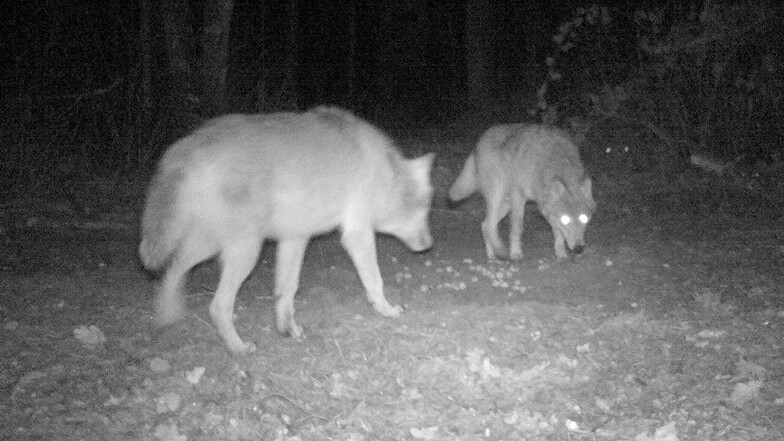 Die Wildkamera von Bernd Richter hat das neue Wolfspaar im Röderauer Wald aufgenommen. Im Hintergrund scheinen zwei weitere helle Punkte auf die Augen eines dritten Wolfes hinzudeuten. Doch es ist nach Aussage des Jägers ein Kamerafehler.