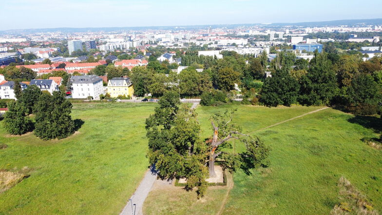 Der Blick von der Räcknitzhöhe hinunter zum Dresdner Stadtzentrum geht heute 			ausschließlich über bebautes Gebiet. Einst gab es hier noch große Acker- und 				Wiesenflächen, die im August 1813 zum Schlachtfeld wurde. In der Baumgruppe im Vordergrund befindet sich das Moreaudenkmal.