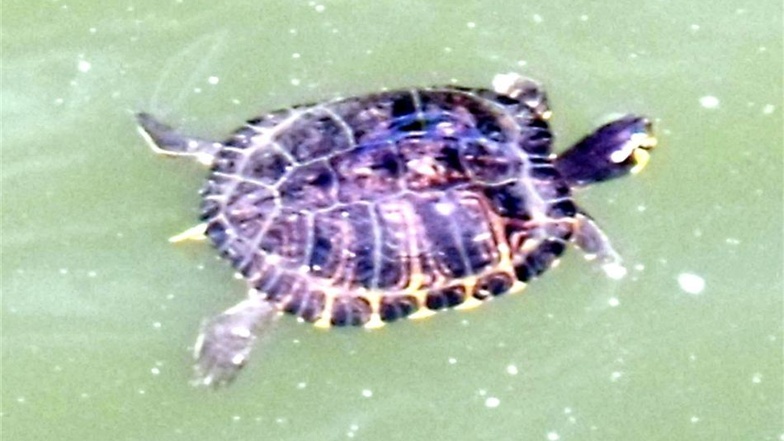 Im klaren Wasser der Talsperre zeichnen sich die Konturen und Farben der Schildkröte deutlich ab.