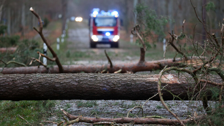 Umgestürzte Bäume - hier ein Symbolbild - und andere Sturmschäden hielten die Feuerwehr am Montag auf Trab.