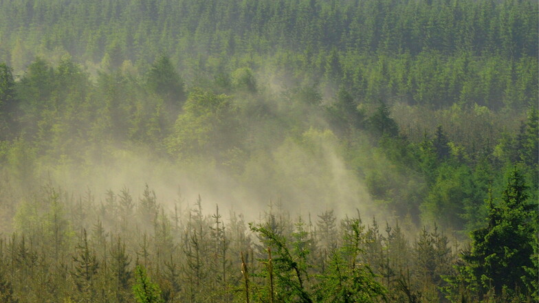 Der Wind treibt Blütenstaubwolken über die Fichtenwälder im Erzgebirge.