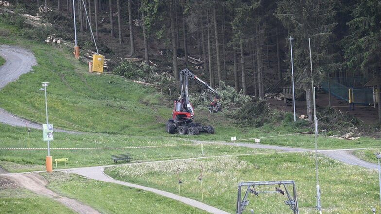 Am Skihang von Altenberg werden derzeit viele Bäume gefällt. Die Maßnahme ist gut geplant.