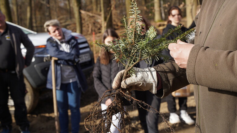 Zu Beginn der Aktion erklärte Tilo Freier, Geschäftsführer der Forstbetriebsgemeinschaft Oberlausitzer Bergland, den Schülern, wie die Bäumchen richtig gepflanzt werden.
