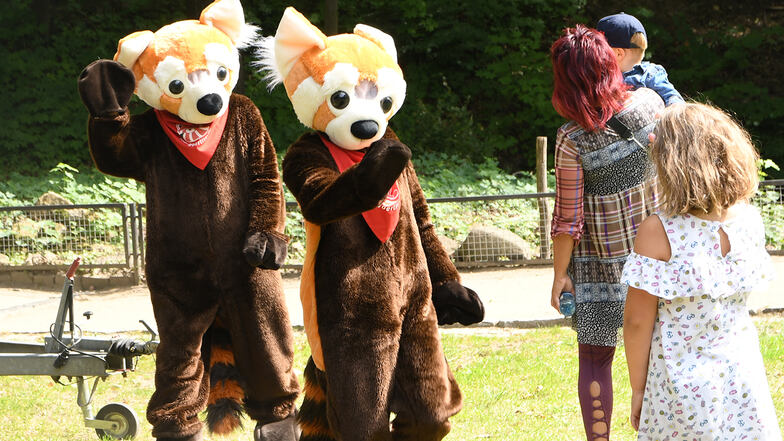 Alle Kinder können sich am verkaufsoffenen Sonntag auf das Maskottchendes Naturschutz-Tierparks Görlitz, den Roten Panda, freuen.