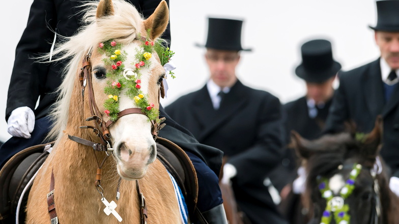 Die Reiter tragen traditionell Gehrock und Zylinder, die Pferde werden mit bunt bestickten Schleifen und frischen Blumen für die Prozession geschmückt.