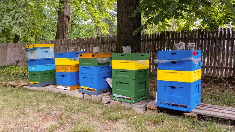 Die Bienenstöcke eines Imkers werden gemeinsam mit Klienten betreut.
