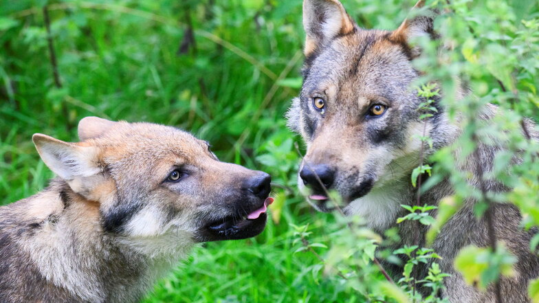 Nach Angriffen im Landkreis Bautzen: Fachstelle Wolf äußert Bitte an Tierhalter