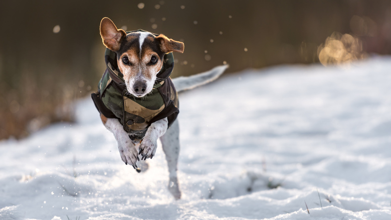 Beim Gassi gehen im Dauerfrost sollten vor allem kälteempfindliche Hunderassen immer in Bewegung bleiben.