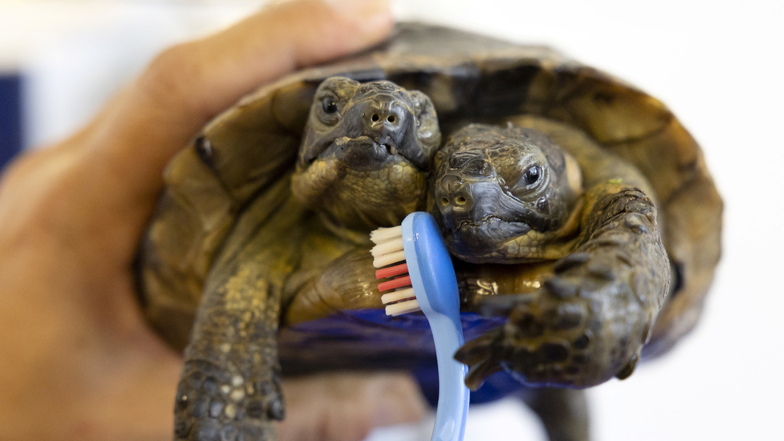 Zweiköpfige Schildkröte in Genf wird 25