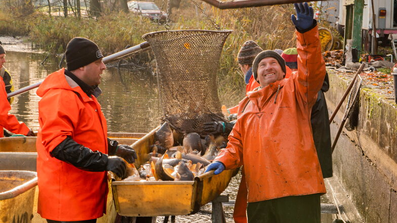 Abfischen der Teichwirtschaft Zschorna am Oberteich bei Würschnitz. Hier werden die Karpfen auf der Rutsche aussortiert und abgewogen. Vorn Jens Hillig und Sven Kubasch.