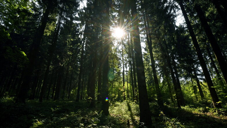 Naturschützer protestieren gegen Solarenergie in Sachsens Wäldern