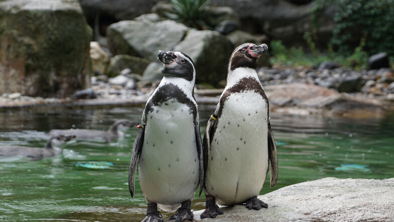 Bei den Pinguinen im Dresdner Zoo ist die Welt wieder in Ordnung