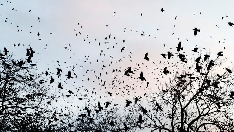 Krähen nerven viele wegen ihrer lautstarken Versammlungen und wegen des Drecks. Für andere gehört das zum Herbst, die schwarzen Silhouetten der Rabenvögel und ihre krächzenden Rufe.