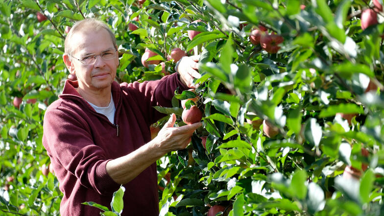 Steffen Geisler baut 20 Apfelsorten auf seiner Plantage an. Aktuell sind die Gala-Äpfel reif.