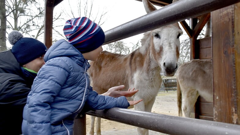 Männerausflug: André Schwesig nutzt mit seinem Sohn Florian gleich den ersten Tag für einen gemeinsamen Zoobesuch - unter anderem auch bei Eselin Susi.