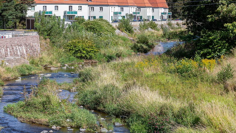 So schön grünt es im Sommer an der Weißeritz in Freital. Bei Hochwasser wird das aber zum Problem.