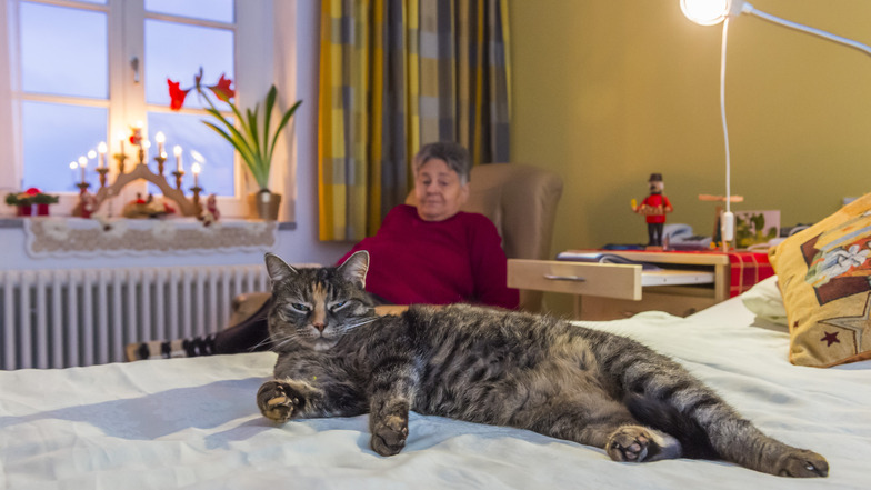 Lucy im Einsatz: Wann immer es geht, leistet die Tigerkatze den Bewohnern des Hospizes in Herrnhut Gesellschaft, wie hier der Dresdnerin
Karin Steglich.