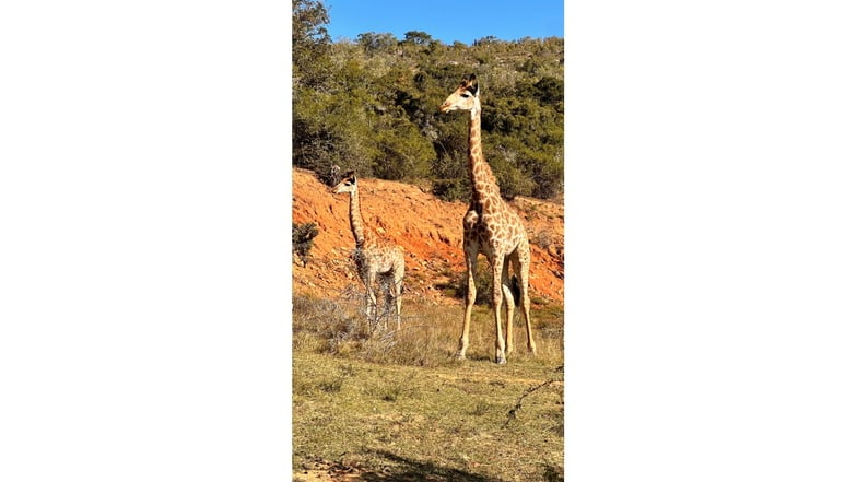Giraffenmutter mit einem Jungen.