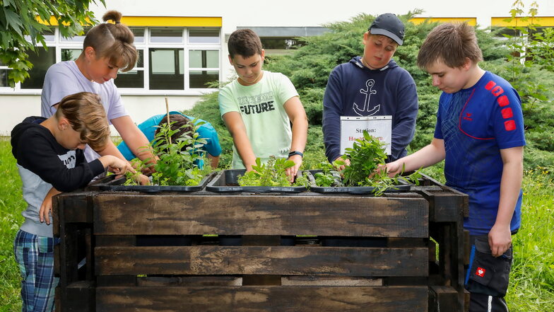 Bei einem Umwelt-Aktionstag bepflanzten die Fünftklässler der Andert-Oberschule unter anderem Hochbeete.
