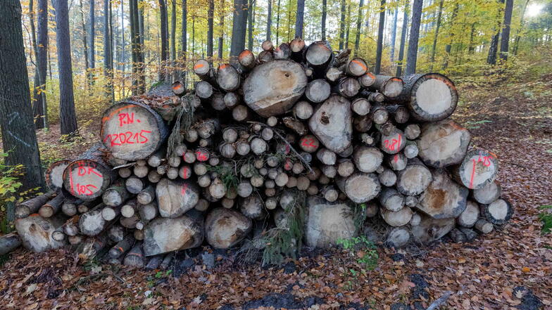 Brennholzsammeln im Wald: Das müssen Sie beachten