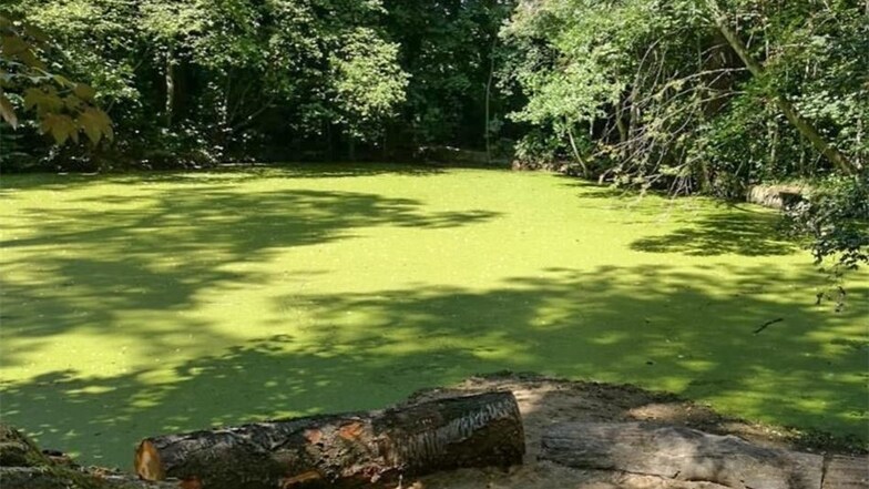 Einen Teich im Saurierpark Kleinwelka verwechselte ein vierjährige Junge mit einem Fußballplatz. Seine Mutter rettete ihn aus dem Wasser. Warum ist das Gewässer nicht mit einem Zaun gesichert?, fragt sie.
