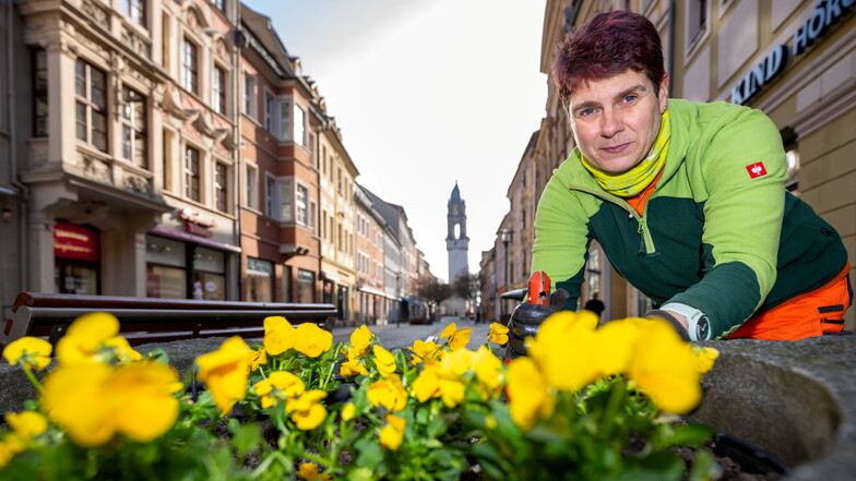 Landschaftsgärtnerin Anja Tamm bepflanzt die Beete in der Bautzener Innenstadt mit Frühjahrsblühern.