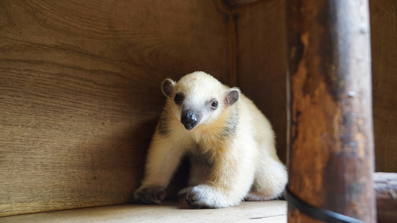 Neuzugang bei den Mini-Ameisenbären im Dresdner Zoo