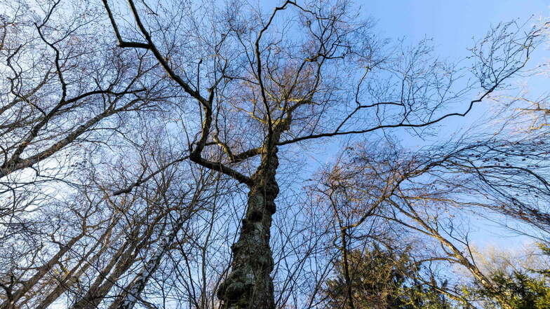 Typisch Moorbirke: Der Baum macht eine sperrige Figur. Seine Äste wirken steif und haben keine herabhängenden Enden.