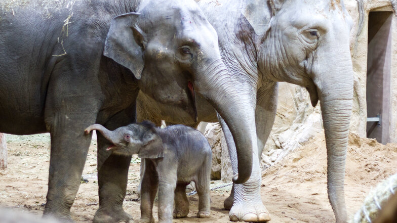 Die beiden Elefantenkühe Rani und  Don Chung mit dem frisch geborenem Minifanten.