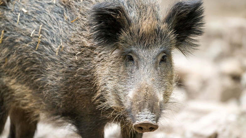 Besonders im Fleisch von Wildschweinen sind die Ewigkeitschemikalien PFAS nachgewiesen worden.