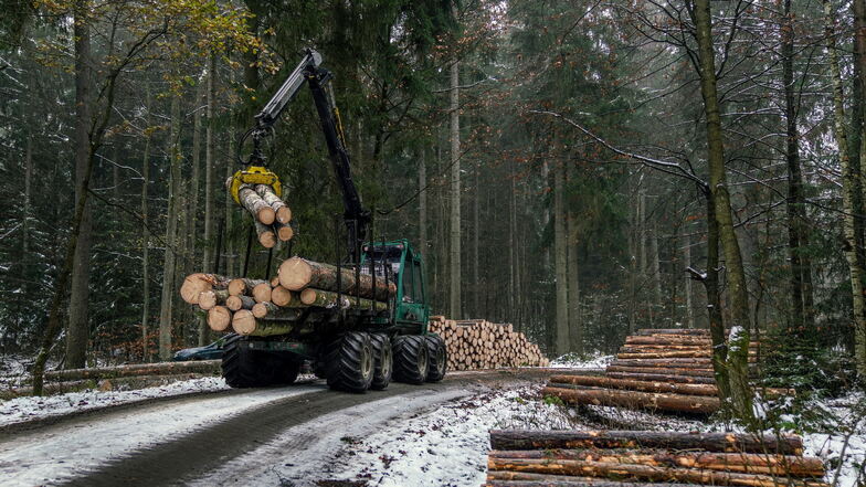 Waldarbeiten in der Dresdner Heide. Ein sogenannter Forwarder - auch Rückemaschine genannt - stapelt die gefällten Bäume am Wegesrand.