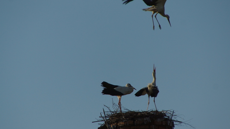 Attacke von oben: Das Storchenpaar, das auf einem Schornstein in Döbeln Großbauchlitz ein Nest baut, schlägt einen weiteren Artgenossen in die Flucht.