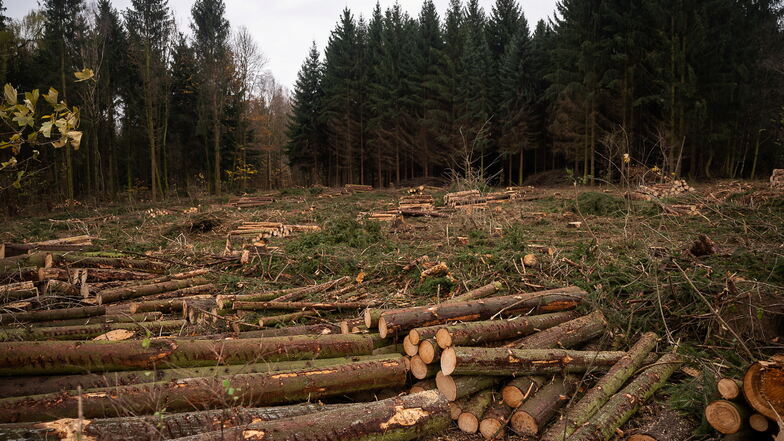 Von dem einen Waldstück in Biesnitz ist nicht mehr viel übrig. Das zweite (im Hintergrund) wurde nur ausgelichtet.
